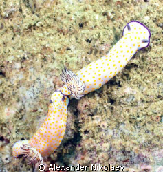 Nudibranch. Dibba Rock, Gulf of Oman, Fujeira, U.A.E. Cam... by Alexander Nikolaev 